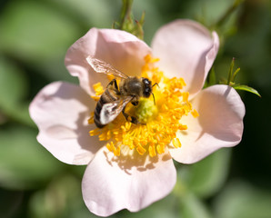 bee on a flower. macro