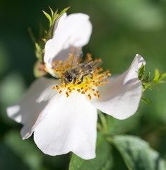 bee on a flower. macro