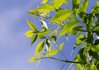 leaves on a tree against the blue sky