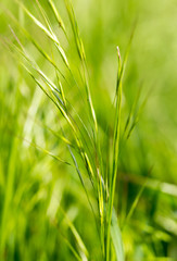 green grass with ears on nature