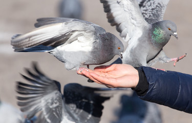 Fototapeta premium Pigeon on the hand on nature