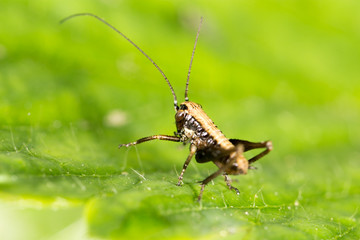 Grasshopper on a green leaf. macro