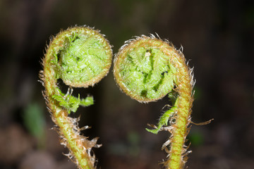 Two escape fern © leonid_shtandel