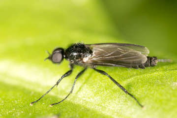 fly on a green leaf. macro