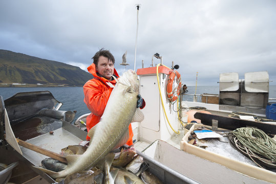 Fisherman holding freshly caught cod on fishing boat
