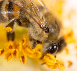 bee on a flower. macro