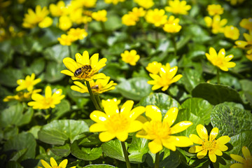 meadow bright yellow buttercups spring sunny nature