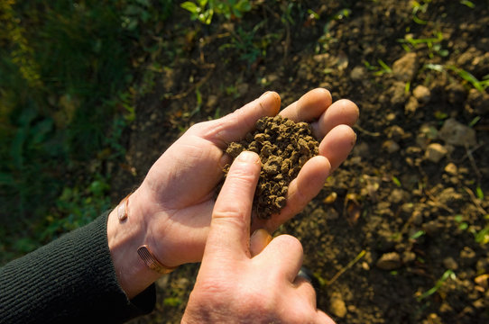 Hand of farmer holding and monitoring soil in field