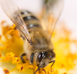 bee on a flower. macro