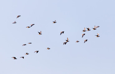 a flock of seagulls in the sky at sunset