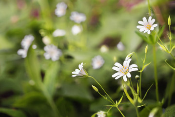 Greater Stitchwort (Stellaria holostea)