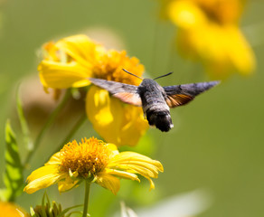Sphingidae, known as bee Hawk-moth, enjoying the nectar of a yellow flower. Hummingbird moth. Calibri moth.