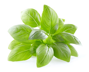 Basil leaves on a white background