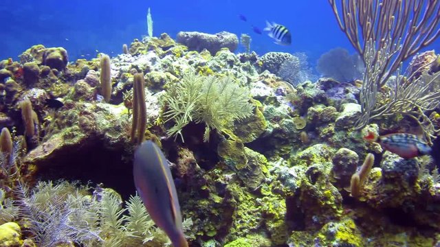 Coral Reef in Roatan Honduras