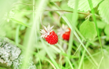 Ripe wild strawberry
