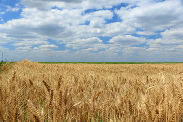 Wheat field against a blue sky