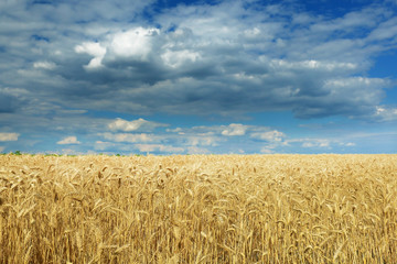Wheat field against a blue sky