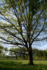 Baum auf einer Wiese