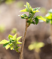 young raspberry leaves in nature