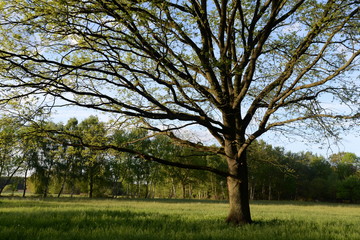Baum auf einer Wiese