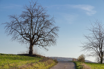 Winter in the Vineyard