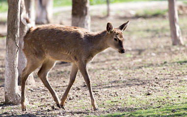 Naklejka na ściany i meble young female deer in a park on the nature