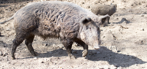 wild boar in the mud in the zoo