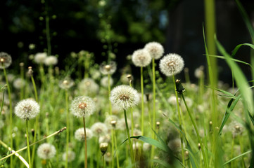 Mature dandelions on a lawn in the city yard