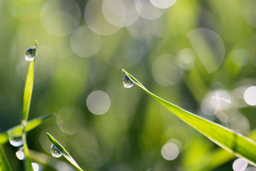 drops of dew on the grass in nature