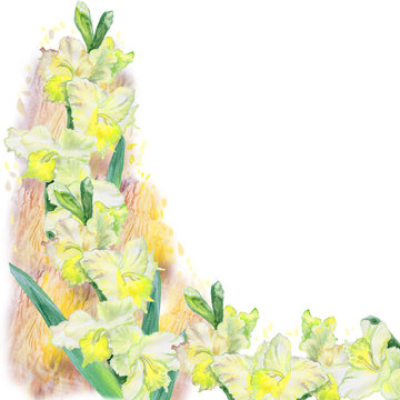 Watercolor drawing of spring gladiolus flowers. Hand drawn painting of beautiful sword lily plant. Spring flowers bouquet. Gladiolus communis. Yellow lily bloom. Greeting card design. Add any text