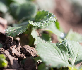 water drops on strawberry leaves