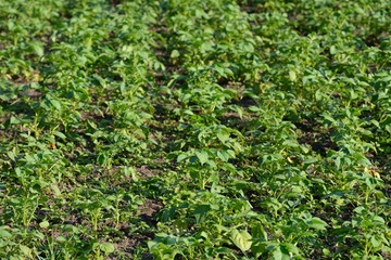 image of potato beds