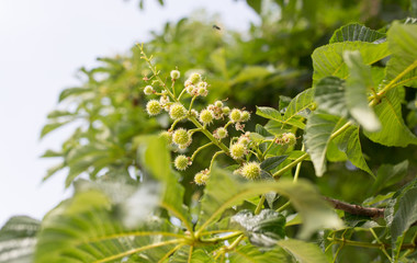 small chestnuts on the tree in nature