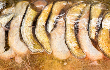 scales of a carp as a background. macro