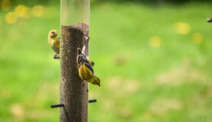 Little Yellow birds - American Goldfinches (Spinus tristis) feeding at a seed feeder as they make their new homes.