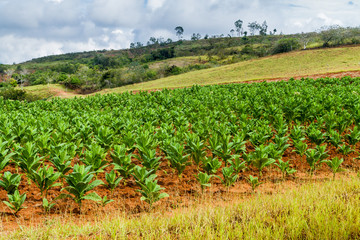 Fototapeta na wymiar Tobacco farm in Santander department of Colombia