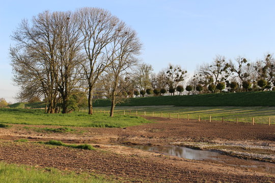 Deichvorland bei Orsoy
