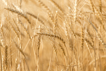 ears of wheat on the nature