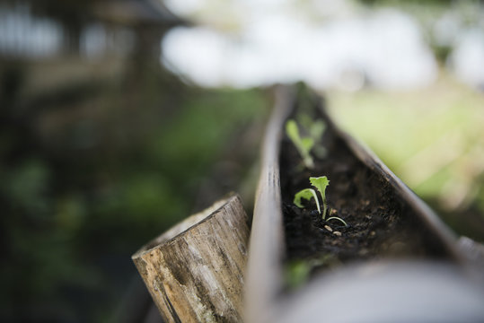 Close up of seedlings in garden tray, Cebu, Philippines