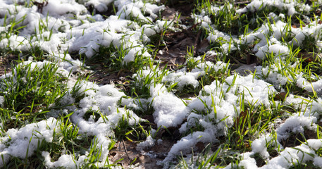 snow on the green grass in nature