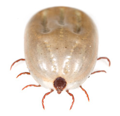 beetle mite on a white background