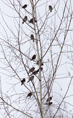 flock of sparrows on the bare branches of a tree