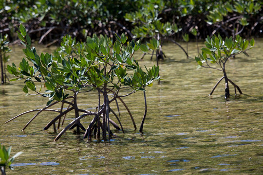 Root structure of Mangroves.