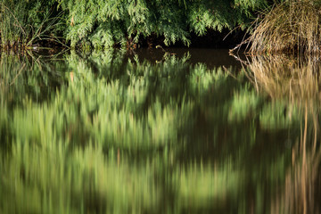 abstract tree reflection