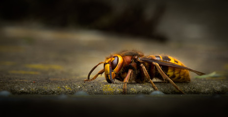 European Hornet Vespa crabro (Linnaeus)