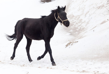 Obraz na płótnie Canvas horse on nature in winter