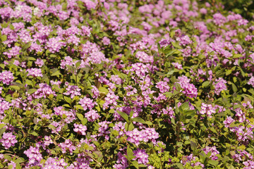 мелкие сиреневые цветочки