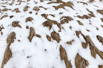 dry grass in the snow on the nature