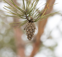 bump on the tree in nature