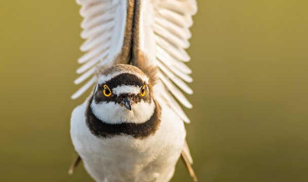 spojrzenie sieweczki rzecznej